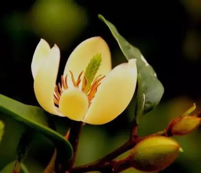 含笑花花语 有关含笑花故事「含笑花的含义是什么」